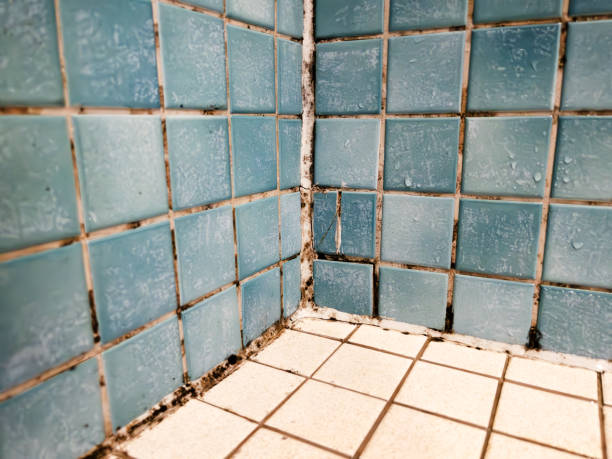 Best Mold Remediation for Rental Properties  in Watsonville, CA