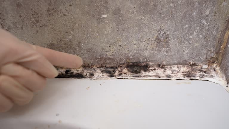 Best Forensic Mold Investigation  in Watsonville, CA